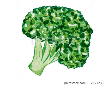 水彩風格繪製的有機和飲食減肥新鮮西蘭花的向量圖解材料 水彩風格繪製的有機和飲食減肥新鮮西蘭花的向量圖解材料 121712339