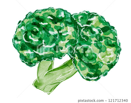 水彩風格繪製的有機和飲食減肥新鮮西蘭花的向量圖解材料 水彩風格繪製的有機和飲食減肥新鮮西蘭花的向量圖解材料 121712340