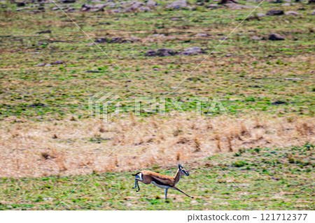 portrait of a male impala Maasai Mara National Game Reserve Park Narok County Kenya East Africa Great Rift Valley Landscapes Grasslands Savannah Wilderness Travel Documentary Explore Wild Wildlife adv portrait of a male impala Maasai Mara National Game Reserve Park Narok County Kenya East Africa Great Rift Valley Landscapes Grasslands Savannah Wilderness Travel Documentary Explore Wild Wildlife adv 121712377