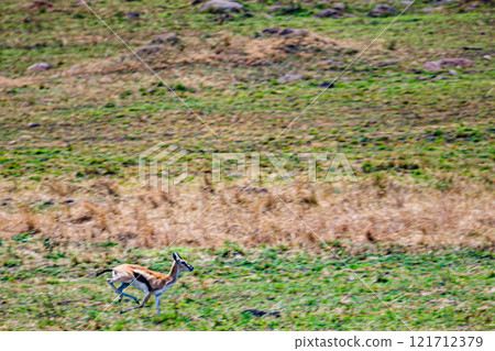 portrait of a male impala Maasai Mara National Game Reserve Park Narok County Kenya East Africa Great Rift Valley Landscapes Grasslands Savannah Wilderness Travel Documentary Explore Wild Wildlife adv 121712379