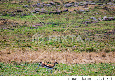 portrait of a male impala Maasai Mara National Game Reserve Park Narok County Kenya East Africa Great Rift Valley Landscapes Grasslands Savannah Wilderness Travel Documentary Explore Wild Wildlife adv 121712381