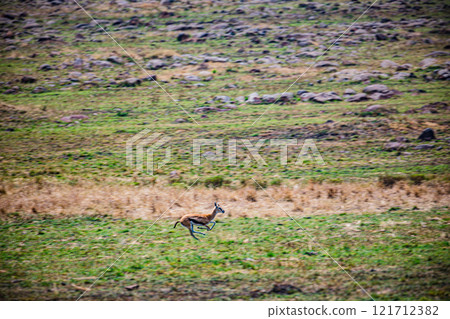 portrait of a male impala Maasai Mara National Game Reserve Park Narok County Kenya East Africa Great Rift Valley Landscapes Grasslands Savannah Wilderness Travel Documentary Explore Wild Wildlife adv portrait of a male impala Maasai Mara National Game Reserve Park Narok County Kenya East Africa Great Rift Valley Landscapes Grasslands Savannah Wilderness Travel Documentary Explore Wild Wildlife adv 121712382