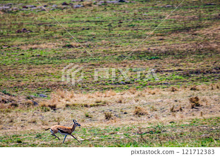 portrait of a male impala Maasai Mara National Game Reserve Park Narok County Kenya East Africa Great Rift Valley Landscapes Grasslands Savannah Wilderness Travel Documentary Explore Wild Wildlife adv portrait of a male impala Maasai Mara National Game Reserve Park Narok County Kenya East Africa Great Rift Valley Landscapes Grasslands Savannah Wilderness Travel Documentary Explore Wild Wildlife adv 121712383