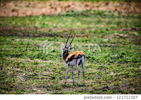 portrait of a male impala Maasai Mara National Game Reserve Park Narok County Kenya East Africa Great Rift Valley Landscapes Grasslands Savannah Wilderness Travel Documentary Explore Wild Wildlife adv 121712387