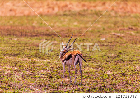 portrait of a male impala Maasai Mara National Game Reserve Park Narok County Kenya East Africa Great Rift Valley Landscapes Grasslands Savannah Wilderness Travel Documentary Explore Wild Wildlife adv portrait of a male impala Maasai Mara National Game Reserve Park Narok County Kenya East Africa Great Rift Valley Landscapes Grasslands Savannah Wilderness Travel Documentary Explore Wild Wildlife adv 121712388