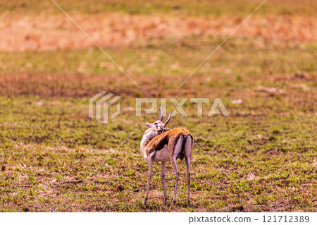 portrait of a male impala Maasai Mara National Game Reserve Park Narok County Kenya East Africa Great Rift Valley Landscapes Grasslands Savannah Wilderness Travel Documentary Explore Wild Wildlife adv 121712389