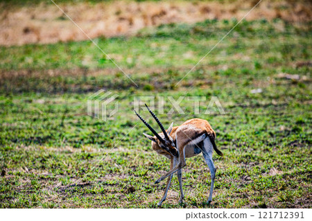 portrait of a male impala Maasai Mara National Game Reserve Park Narok County Kenya East Africa Great Rift Valley Landscapes Grasslands Savannah Wilderness Travel Documentary Explore Wild Wildlife adv 121712391