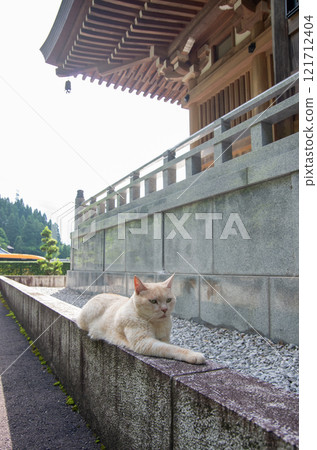 <Echizen City, Fukui Prefecture> The cat at Gotanjoji Temple <Echizen City, Fukui Prefecture> The cat at Gotanjoji Temple 121712404