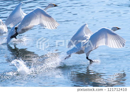 A swan running on the water 121712410