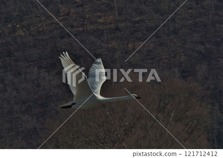 A swan flying gracefully 121712412