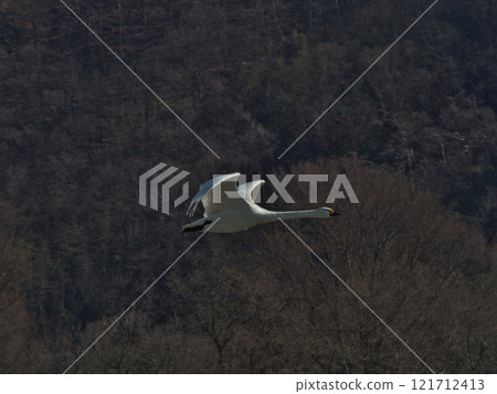 Beautiful swan in flight 121712413