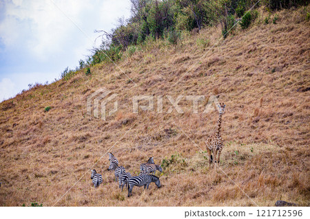 zebra in african savanna Maasai Mara National Game Reserve Park Narok County Kenya East Africa Great Rift Valley Landscapes Grasslands Savannah Wilderness Travel Documentary Explore Wild Wildlife adve zebra in african savanna Maasai Mara National Game Reserve Park Narok County Kenya East Africa Great Rift Valley Landscapes Grasslands Savannah Wilderness Travel Documentary Explore Wild Wildlife adve 121712596