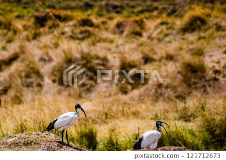 the image of a stork Maasai Mara National Game Reserve Park Narok County Kenya East Africa Great Rift Valley Landscapes Grasslands Savannah Wilderness Travel Documentary Explore Wild Wildlife adventur 121712673