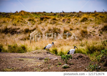 the image of a stork Maasai Mara National Game Reserve Park Narok County Kenya East Africa Great Rift Valley Landscapes Grasslands Savannah Wilderness Travel Documentary Explore Wild Wildlife adventur 121712674