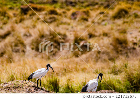the image of a stork Maasai Mara National Game Reserve Park Narok County Kenya East Africa Great Rift Valley Landscapes Grasslands Savannah Wilderness Travel Documentary Explore Wild Wildlife adventur 121712675