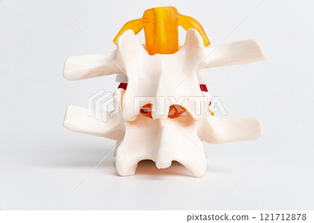 Anatomical Model of a Human Vertebra With Intervertebral Disc 121712878