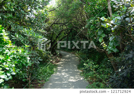 <Muroto City, Kochi Prefecture> The Quercus phillyraeoides tunnel at Cape Muroto 121712924