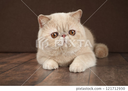 beautiful exotic Shorthair cat lies on the brown background of the Studio. 121712930