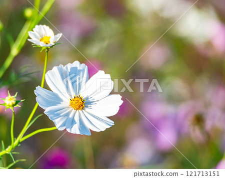 Colorful cosmos in full bloom bathed in the autumn sunshine Colorful cosmos in full bloom bathed in the autumn sunshine 121713151