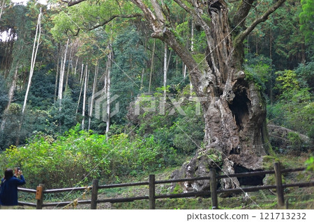 武雄神社(武雄大樟樹)/佐賀縣武雄市 武雄神社(武雄大樟樹)/佐賀縣武雄市 121713232