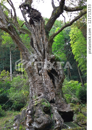 武雄神社（武雄大樟樹）/佐賀縣武雄市 121713233