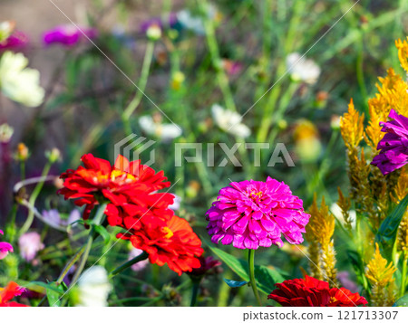 Colorful and fun autumn flower beds in full bloom Colorful and fun autumn flower beds in full bloom 121713307