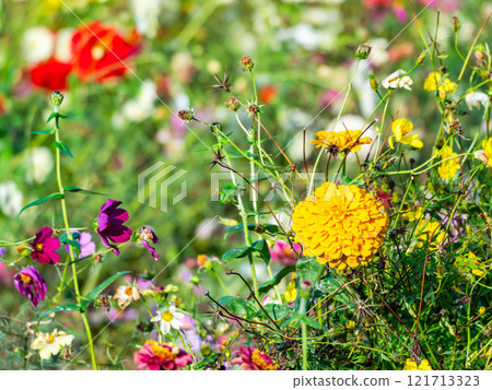 Colorful and fun autumn flower beds in full bloom 121713323