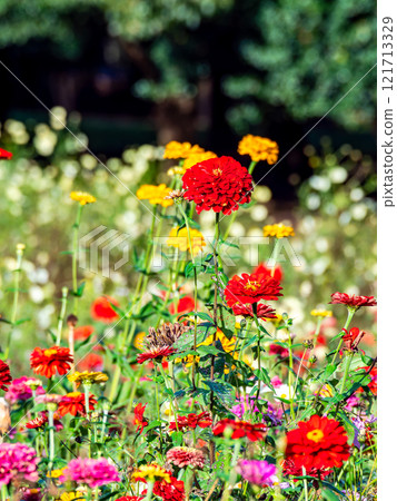 Colorful and fun autumn flower beds in full bloom Colorful and fun autumn flower beds in full bloom 121713329