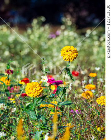 Colorful and fun autumn flower beds in full bloom Colorful and fun autumn flower beds in full bloom 121713330