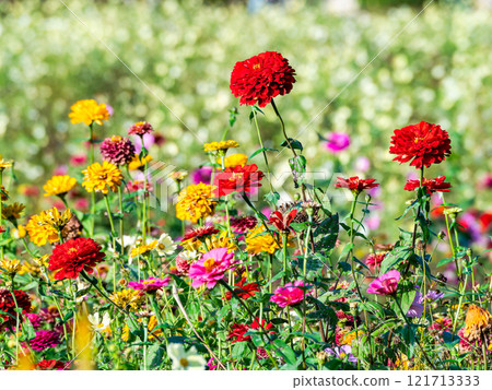 Colorful and fun autumn flower beds in full bloom 121713333