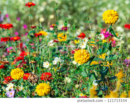 Colorful and fun autumn flower beds in full bloom 121713334