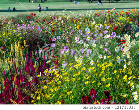 Colorful and fun autumn flower beds in full bloom 121713335