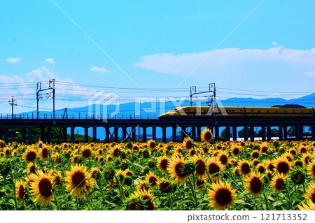 Doctor Yellow passing through a sunflower field 121713352