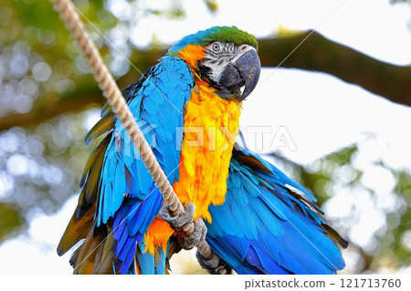 Izu Animal Kingdom/Parakeet 121713760