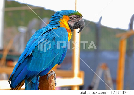 伊豆動物王國/鸚鵡 伊豆動物王國/鸚鵡 121713761