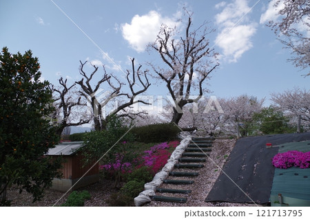 神奈川縣立三河公園 交流廣場 鳩川沿岸的櫻花與福祿考 神奈川縣立三河公園 交流廣場 鳩川沿岸的櫻花與福祿考 121713795
