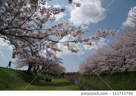 三河縣立公園南側鳩川沿岸的河床上櫻花盛開 三河縣立公園南側鳩川沿岸的河床上櫻花盛開 121713799