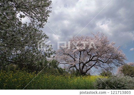 Cherry blossoms and rape blossoms along the promenade along the Hato River on the south side of the Prefectural Mikawa Park 121713803