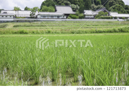 年輕的綠色稻田,夏天的鄉村 年輕的綠色稻田,夏天的鄉村 121713873