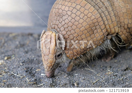 三尾又子犰狳/伊豆動物王國 121713919