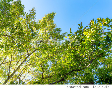 初秋的陽光透過樹林反射出美麗的森林景色 初秋的陽光透過樹林反射出美麗的森林景色 121714016