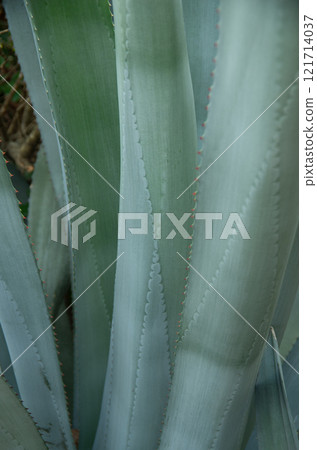 <Muroto City, Kochi Prefecture> Agave leaves that bloom once every few decades <Muroto City, Kochi Prefecture> Agave leaves that bloom once every few decades 121714037