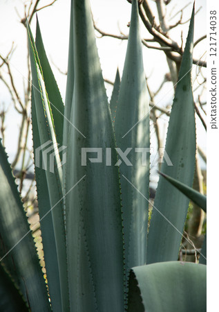 <Muroto City, Kochi Prefecture> Agave leaves that bloom once every few decades 121714038