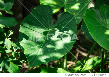 <Muroto City, Kochi Prefecture> Alocasia leaves <Muroto City, Kochi Prefecture> Alocasia leaves 121714044