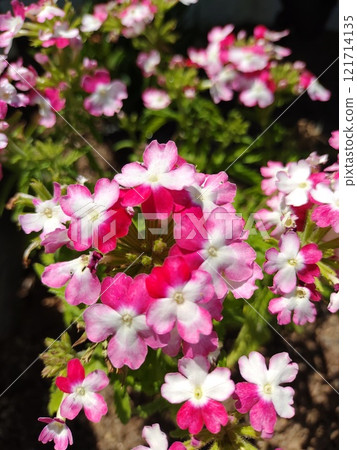 Attractive Verbena Attractive Verbena 121714135