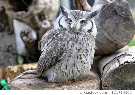 Owl / Izu Animal Kingdom 121714163
