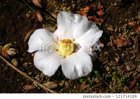 白色山茶花 121714189