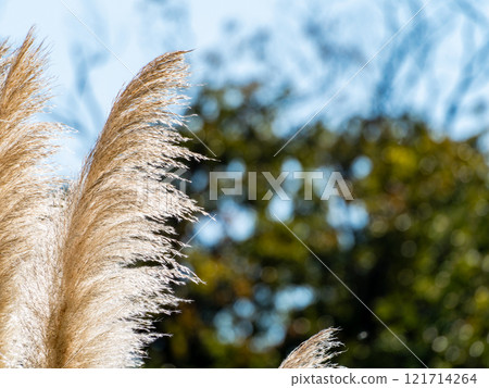 Beautiful, shining flowers of pampas grass shining on a clear autumn day Beautiful, shining flowers of pampas grass shining on a clear autumn day 121714264