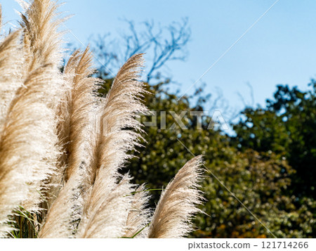 Beautiful, shining flowers of pampas grass shining on a clear autumn day Beautiful, shining flowers of pampas grass shining on a clear autumn day 121714266