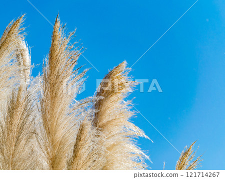 Beautiful, shining flowers of pampas grass shining on a clear autumn day Beautiful, shining flowers of pampas grass shining on a clear autumn day 121714267